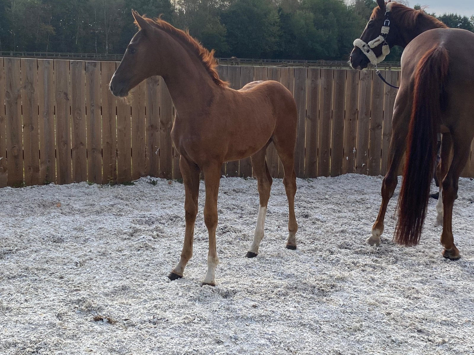 Merrieveulen van de topvererver Escaneno., Dieren en Toebehoren, Paarden, Merrie, Met stamboom, Dressuurpaard, 0 tot 2 jaar