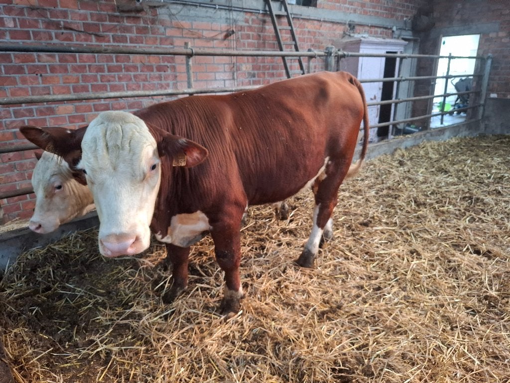 Hereford stieren, Dieren en Toebehoren, Runderen