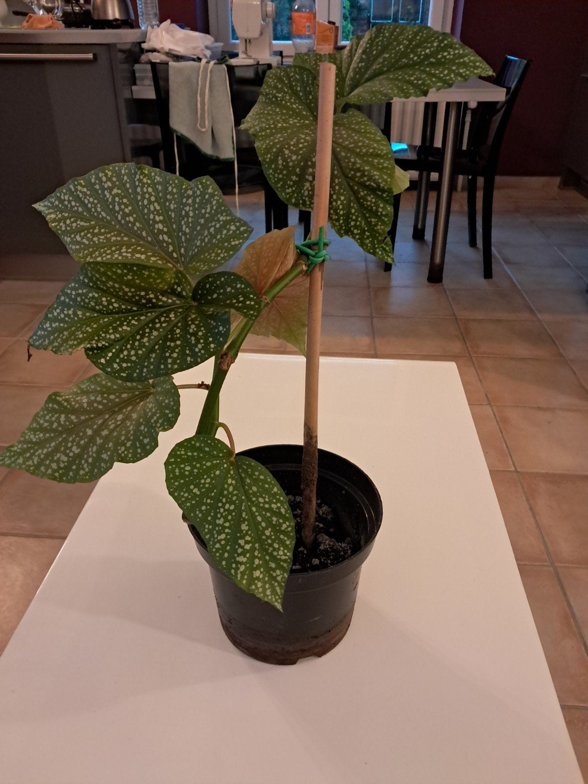 Begonia bamboe hoogte 50 cm, Ophalen