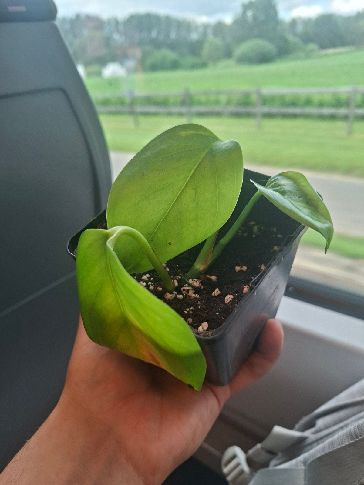 Pothos (kamerplant/ houseplant), Ophalen