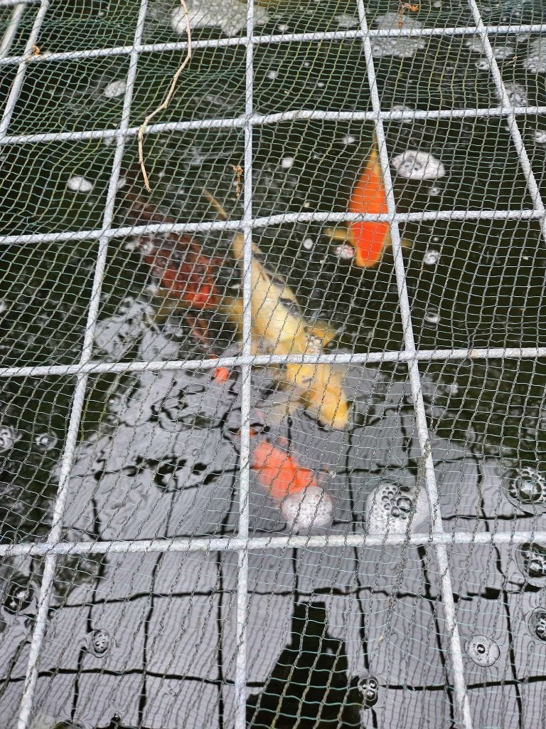 koi te koop, Dieren en Toebehoren, Karper of Koi