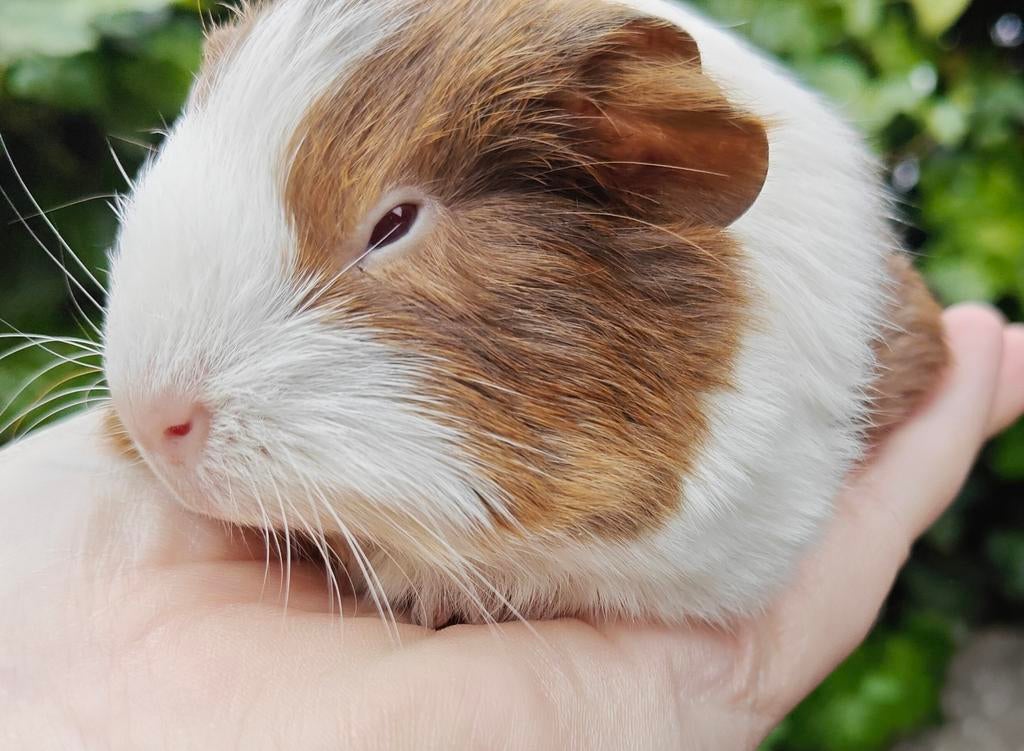 Cavia beertje, Dieren en Toebehoren, Knaagdieren, April, Mannelijk, Cavia