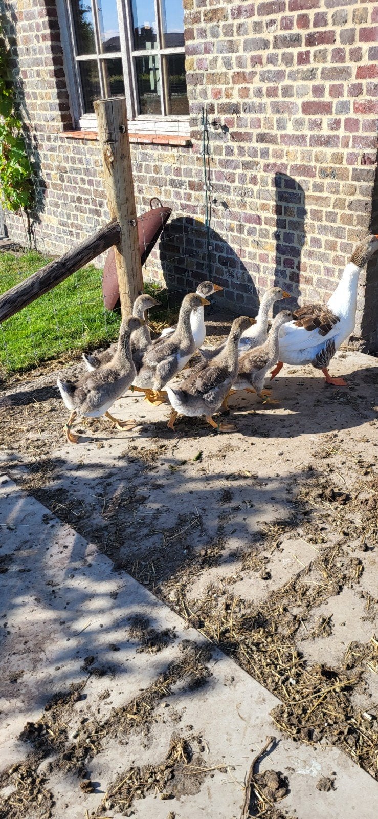 Ganzenkuikens