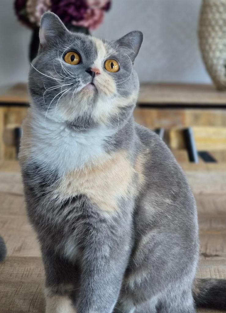 Brits korthaar poes, Poes, Met stamboom
