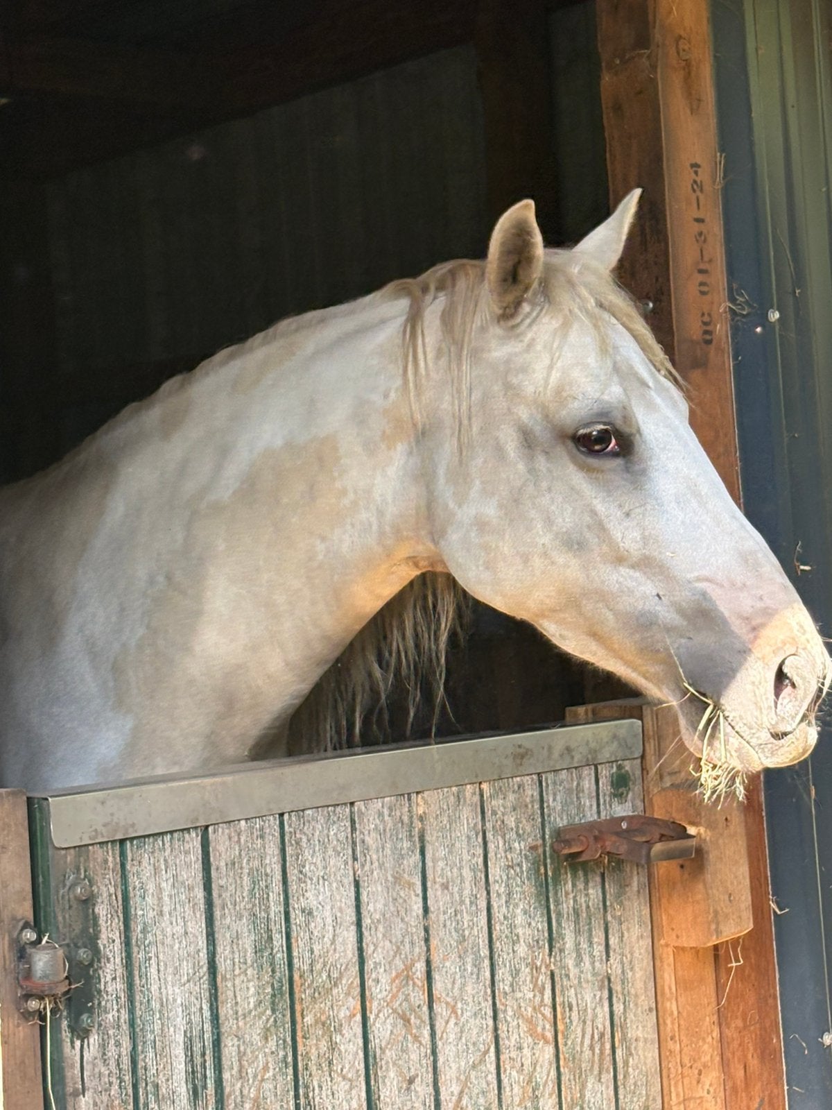 Leuke D-pony te koop – Quarter x Appaloosa kruising, M