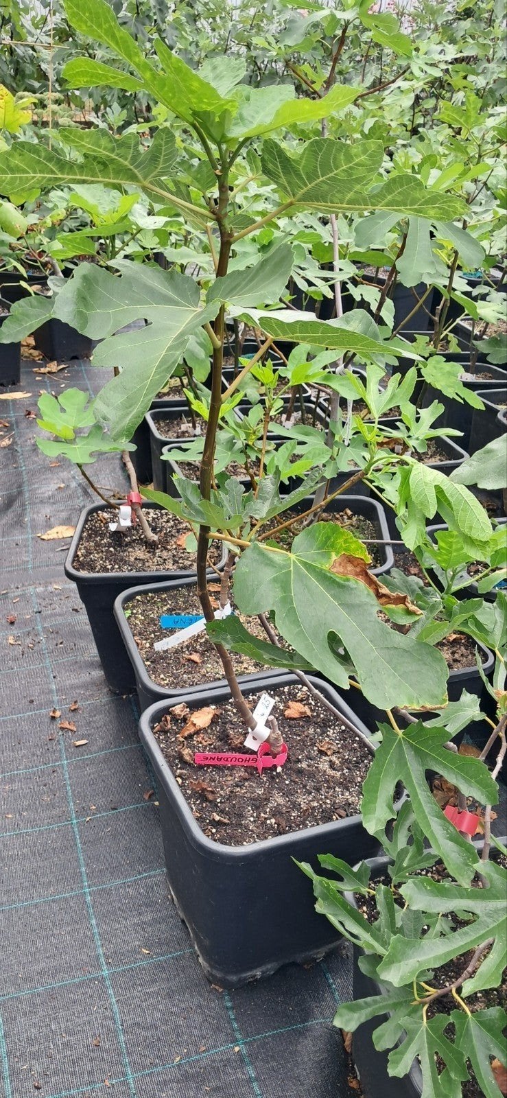 Ghoudanne vijgenboom Marocco, Tuin en Terras, Planten | Fruitbomen, Ophalen, Vijgenboom