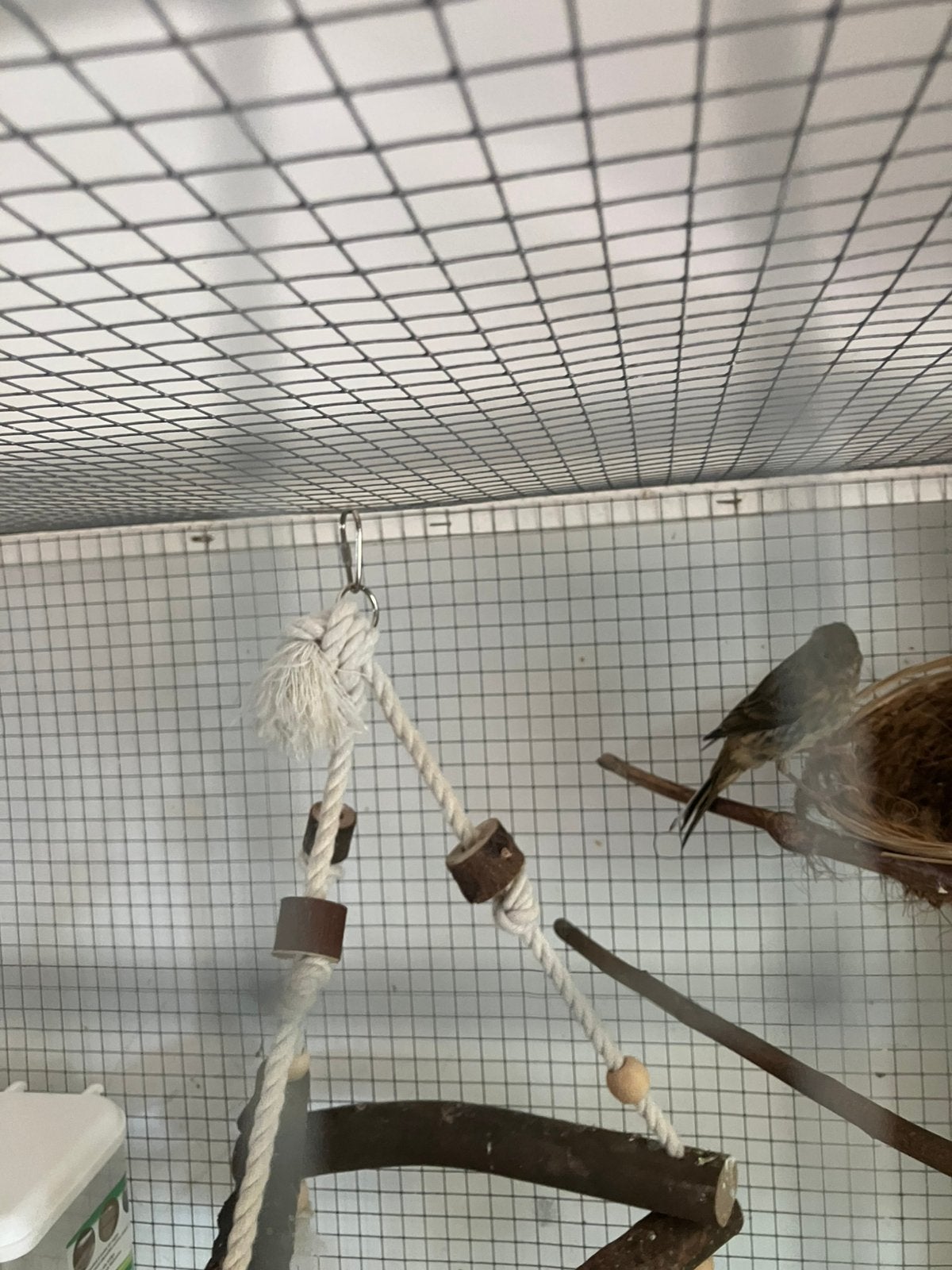 Kanarie’s te koop 3 maanden