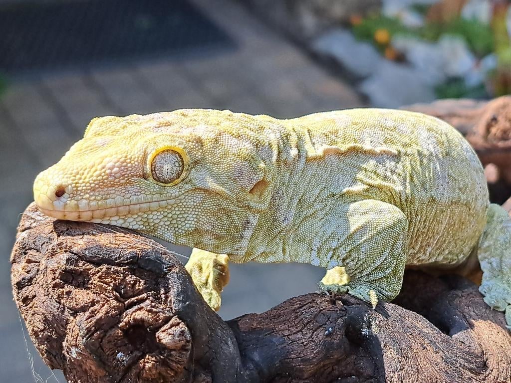 Reuzengekko Rhacodactylus Leachianus nakweek 2024-25, Overige soorten