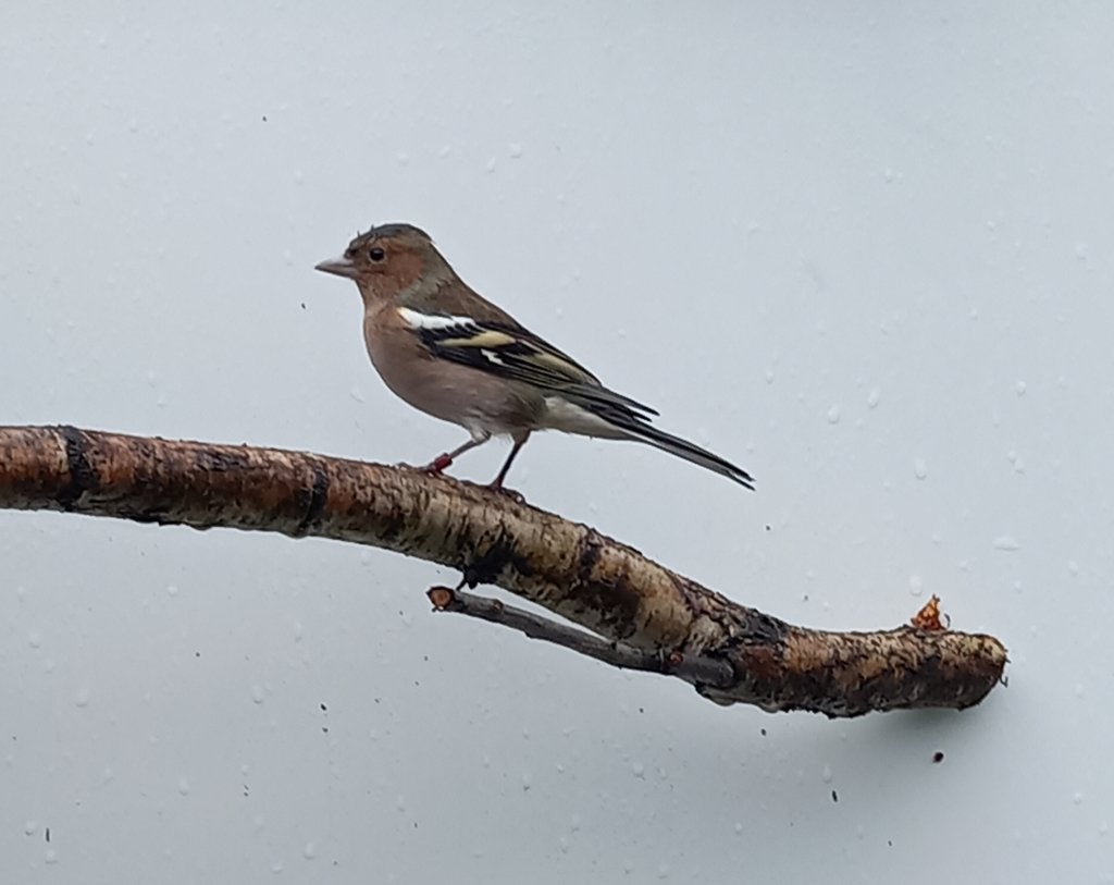 Botvink man, Mannelijk, Wildzangvogel, Geringd