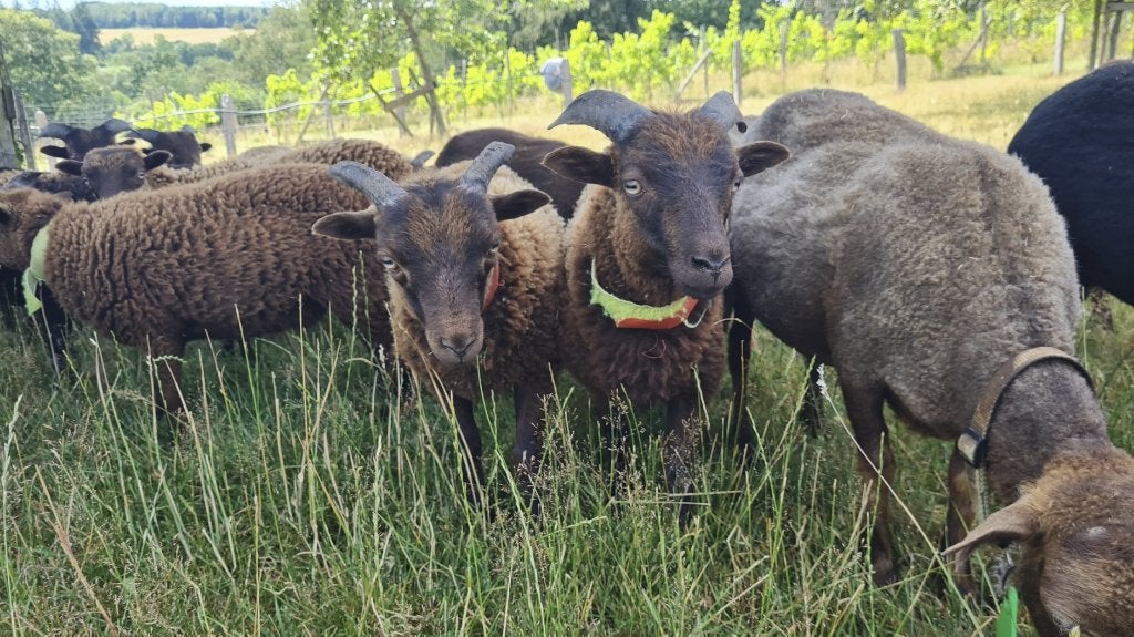Ouessant ramlammetje bruin (stamboek), Mannelijk, Schaap, 0 tot 2 jaar