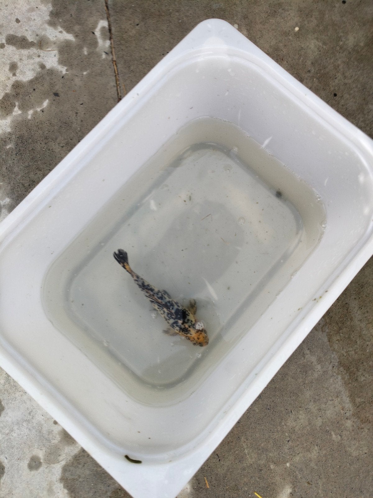 shubunkin te koop, Dieren en Toebehoren