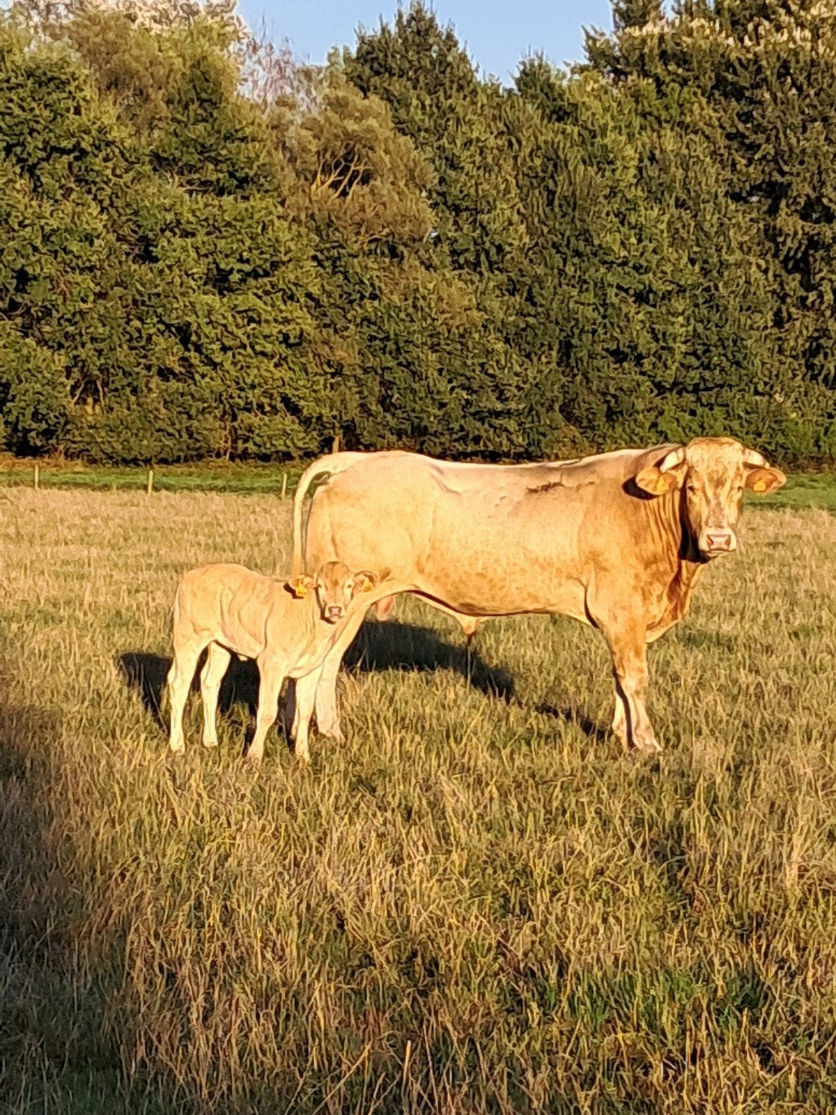 Blonde d'Aquitaine dekstier, Animaux & Accessoires, Bovins