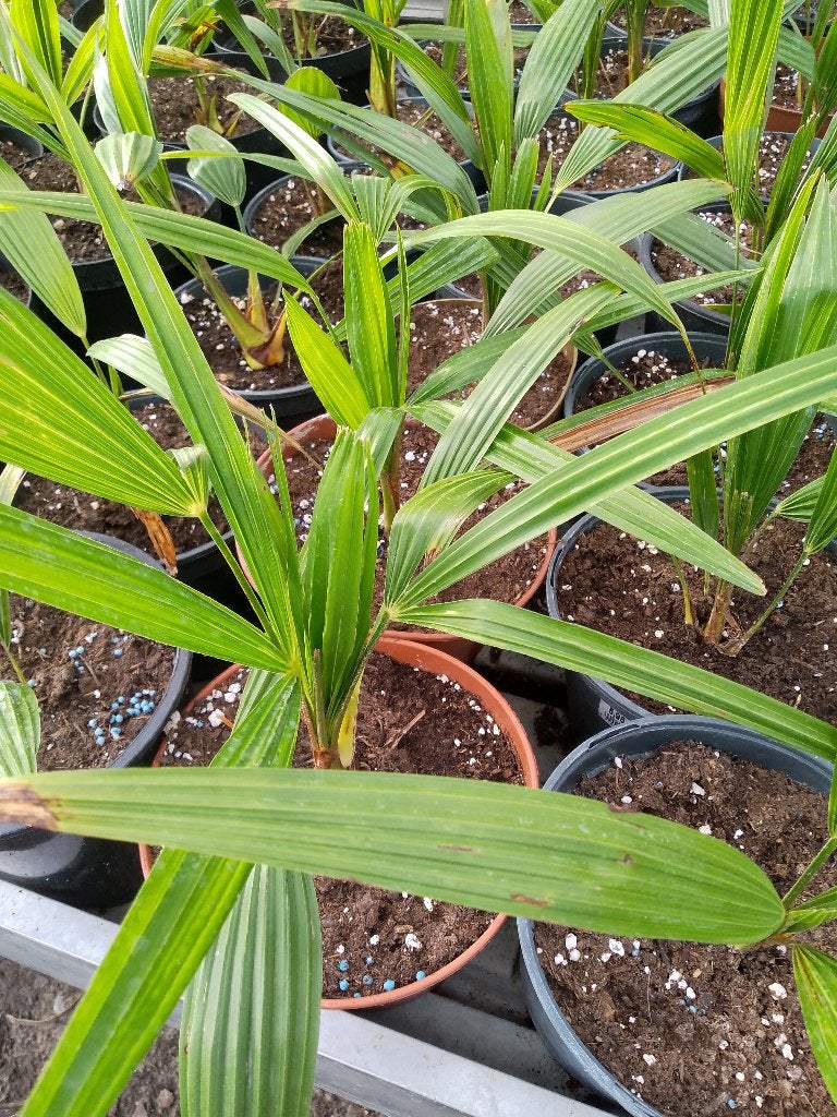 trachycarpus fortunei, Enlèvement