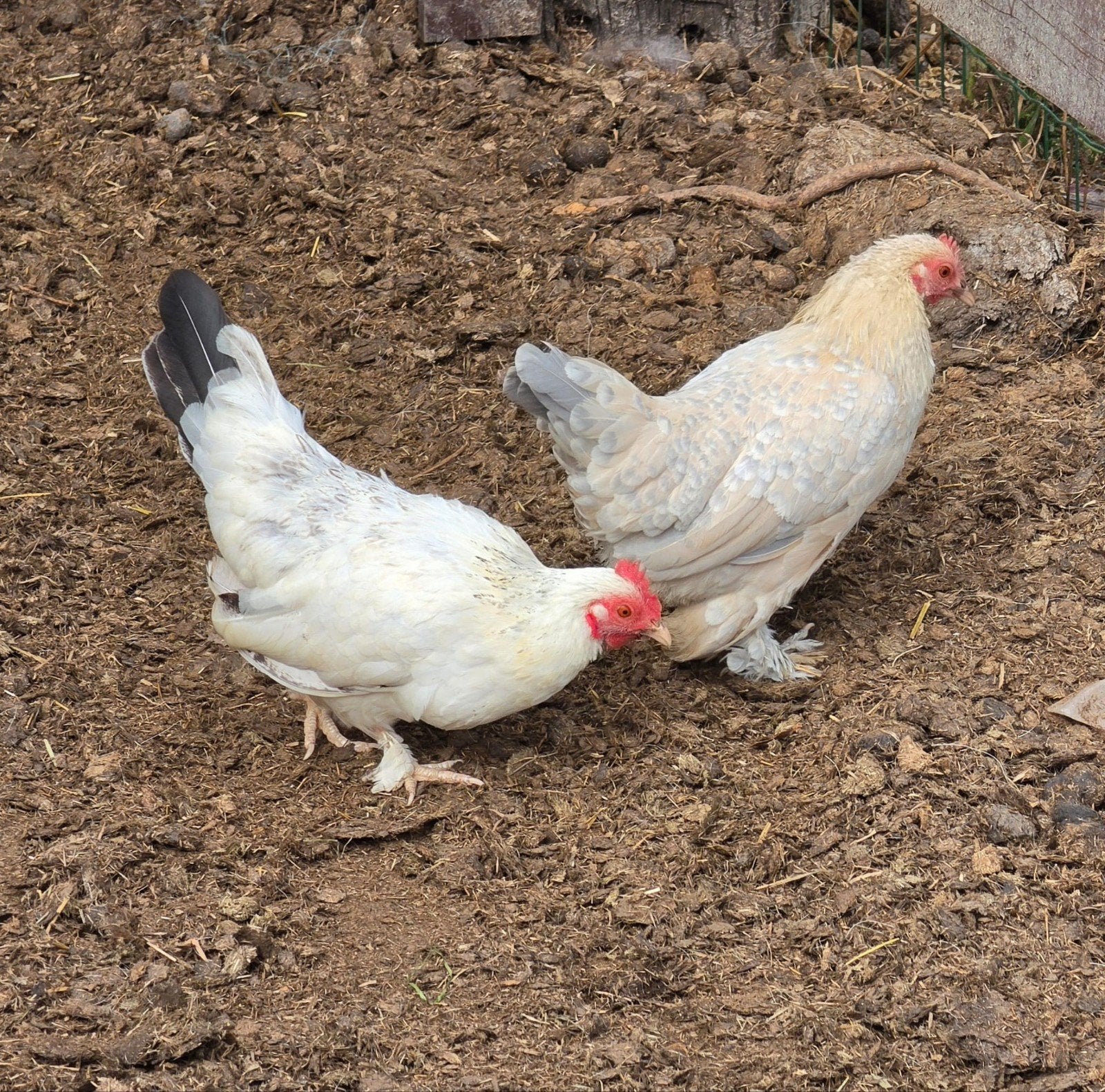 sabelpootkriel hen + chabo hen, Dieren en Toebehoren, Vrouwelijk, Kip