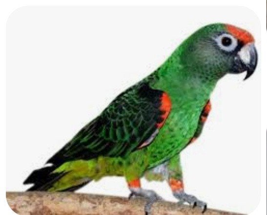 Gezocht een koppel Jardine papegaaien evt te ruil, Meerdere dieren, Papegaai, Geringd