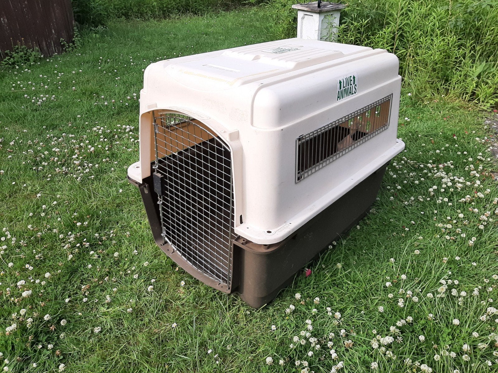 Grand banc de transport pour chiens Petmate, Enlèvement