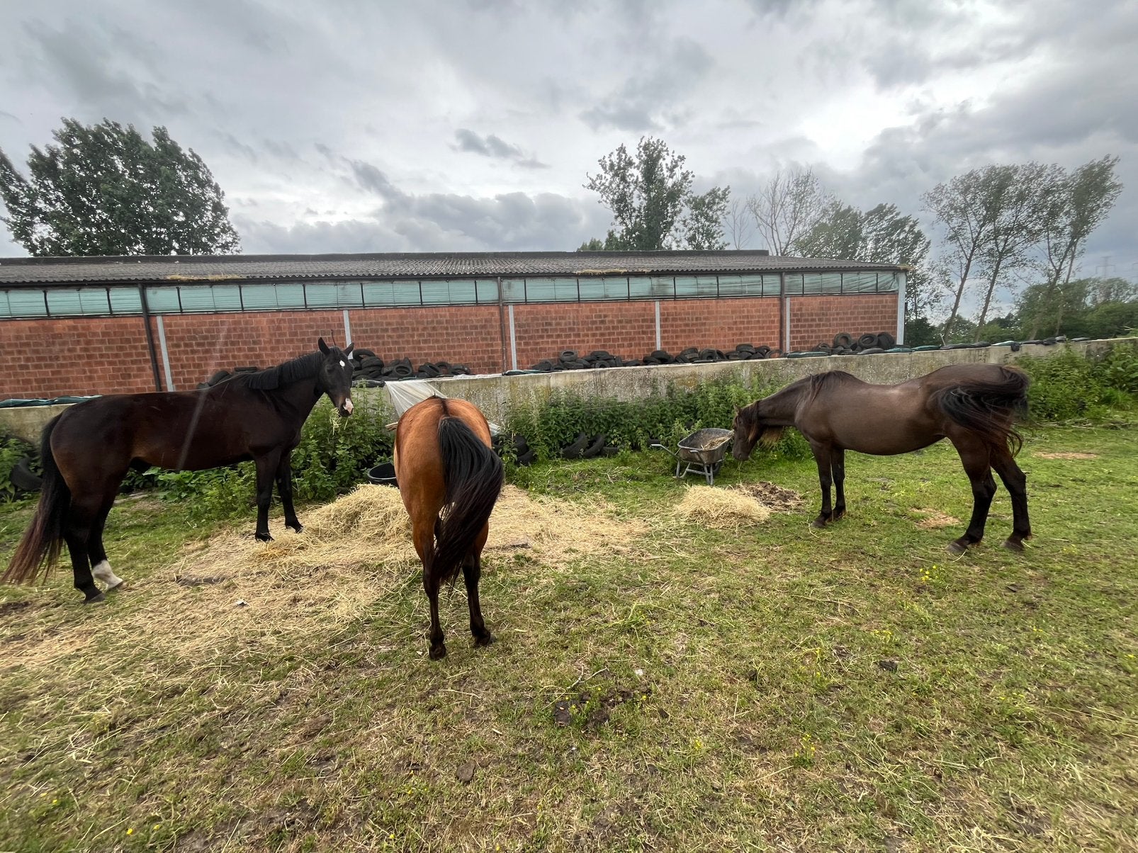 Paardrij lessen / paard te huur, Ophalen of Verzenden, Zo goed als nieuw