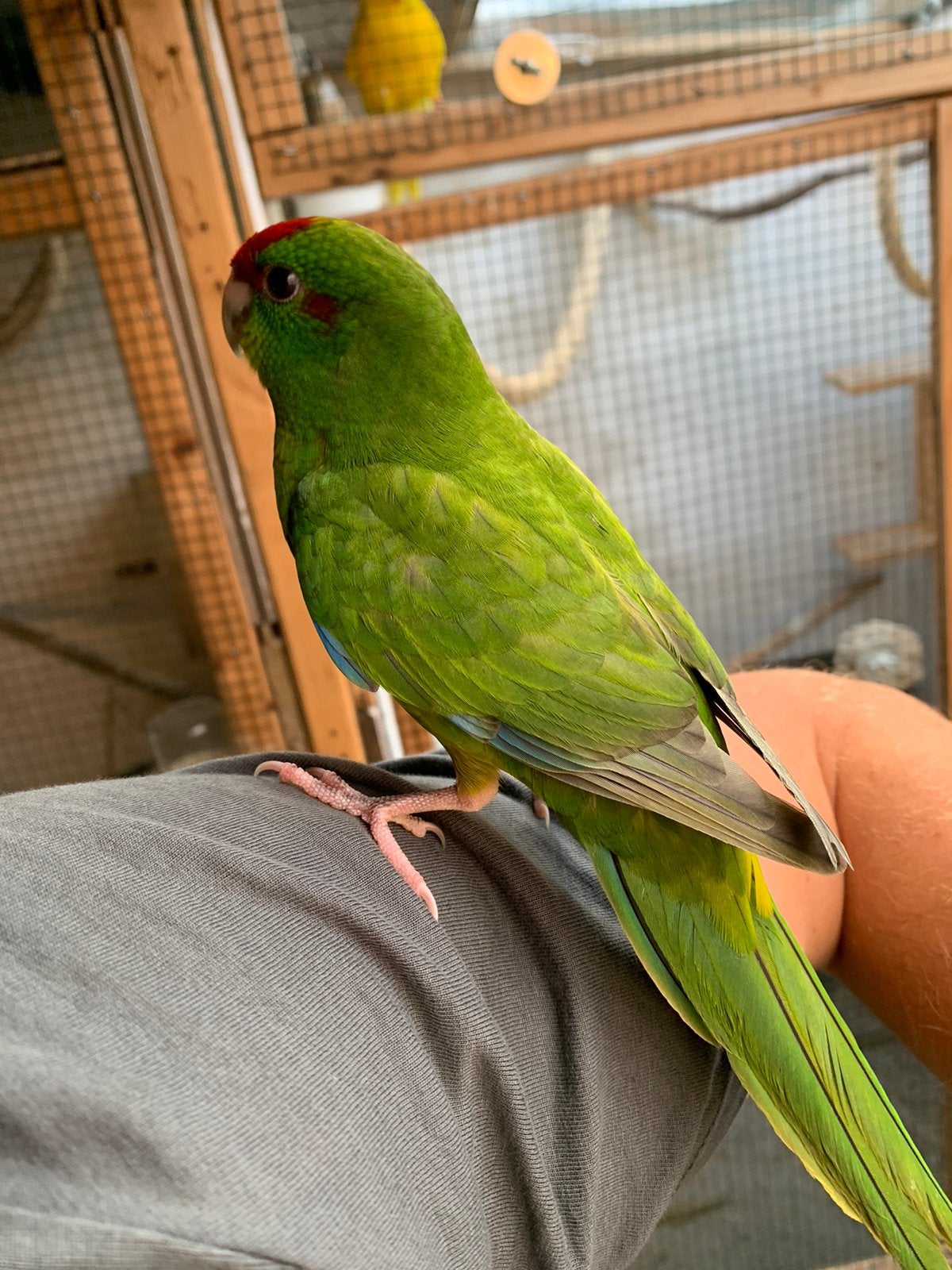 Kakariki man, Dieren en Toebehoren, Mannelijk, Parkiet, Geringd