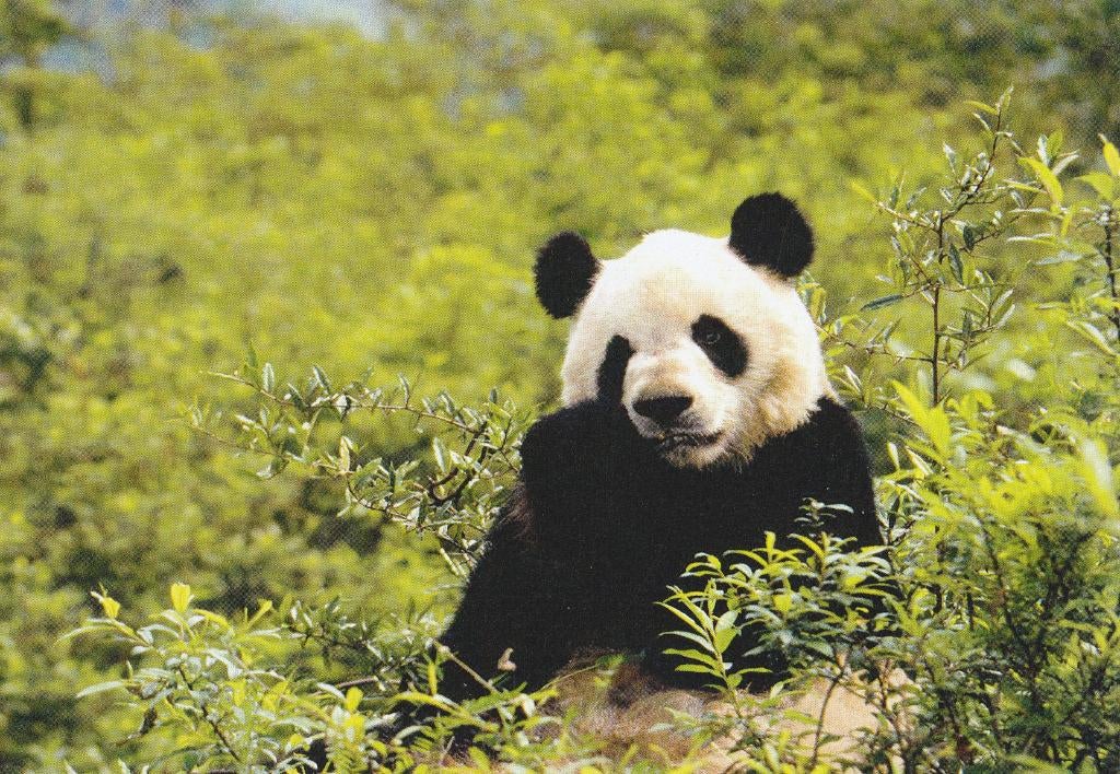 REUZENPANDA, Verzamelen, Postkaarten | Dieren, Verzenden, Ongelopen, Wild dier