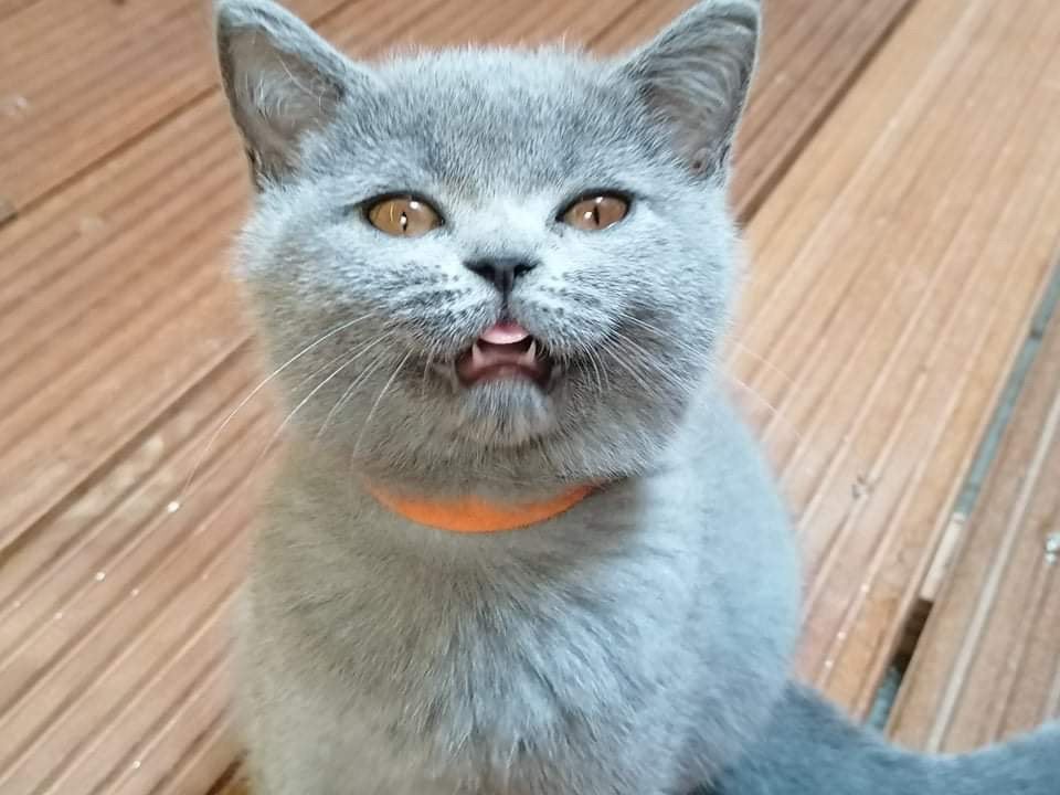 Britse korthaar kittens . Mogen de nestje verlaten, Chat, Avec puce électronique, 0 à 2 ans