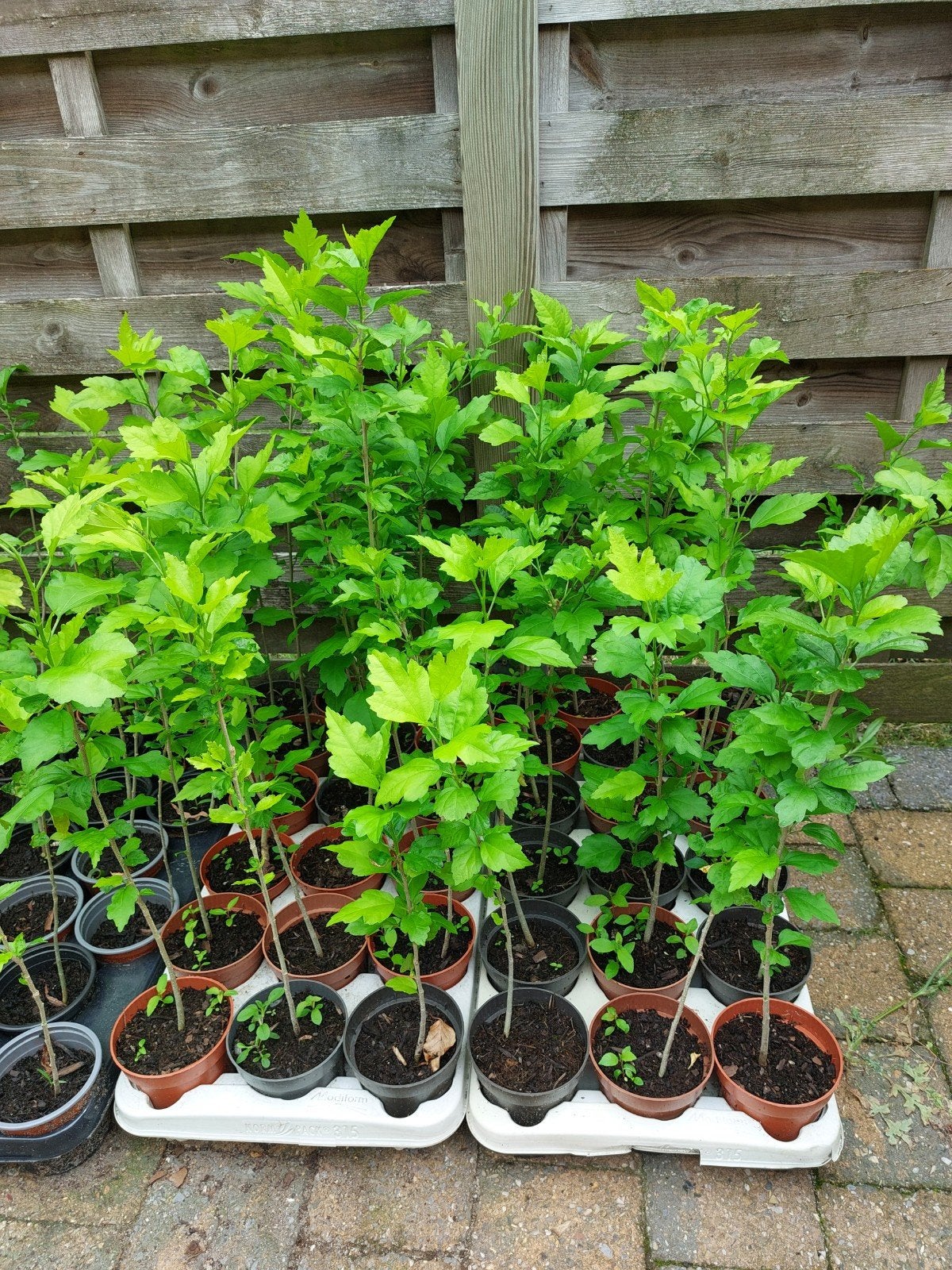 Hibiscus stekjes, Tuin en Terras, Ophalen
