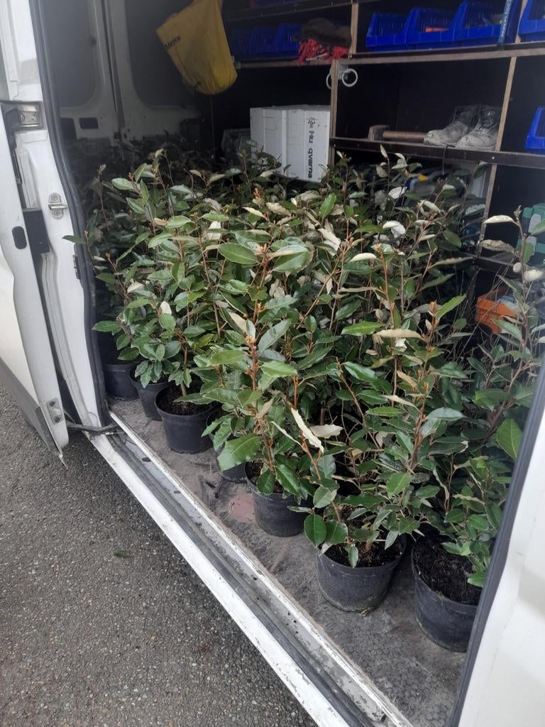 Elaeagnus Ebbingei 40/60, Tuin en Terras, Ophalen