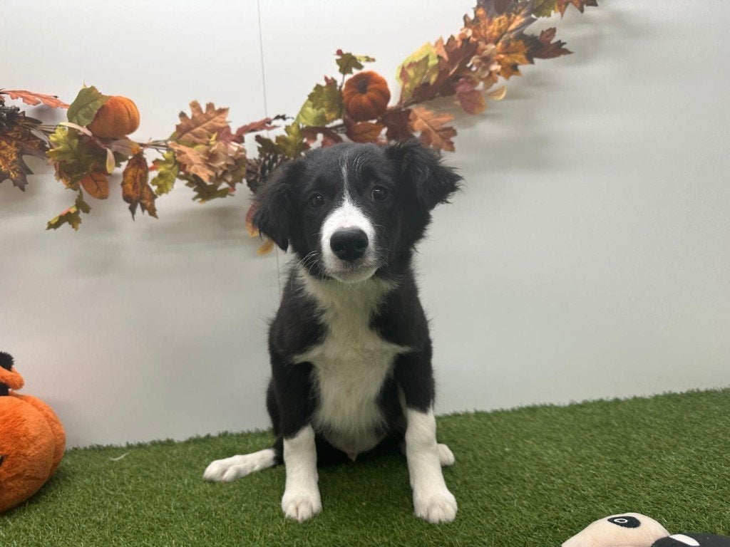 Chiot Border Collie