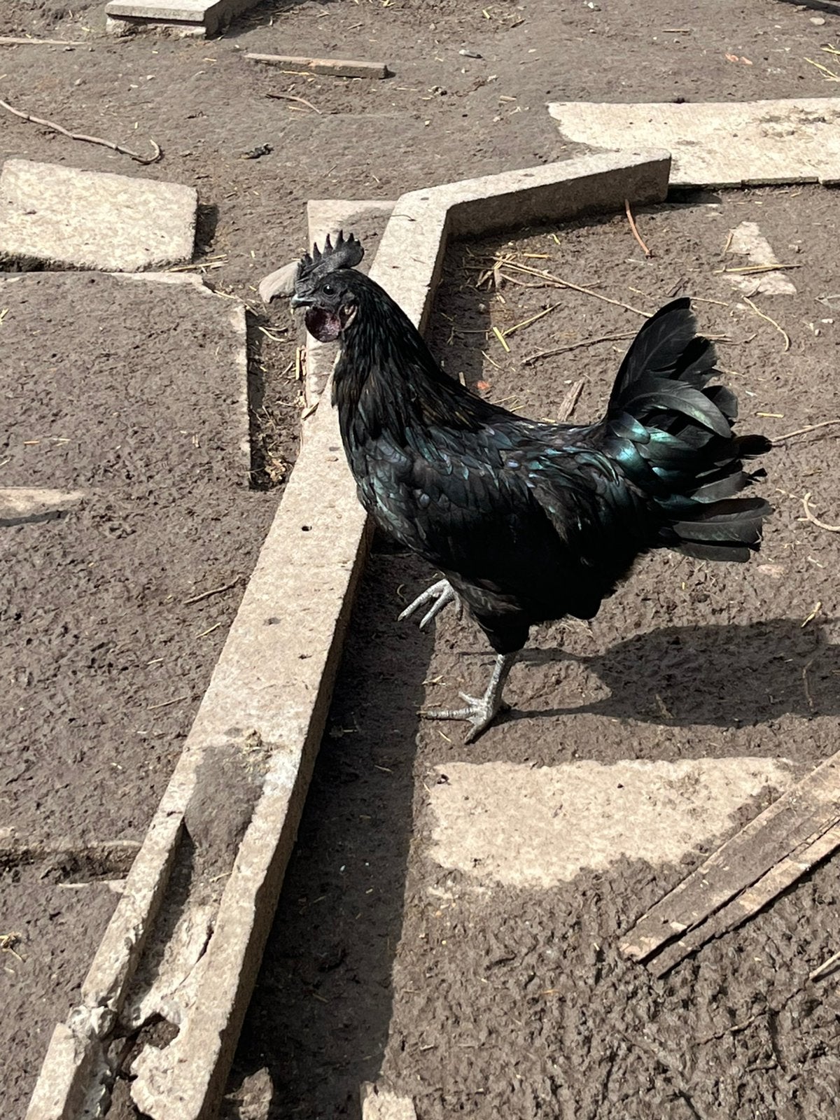 Ayam cemani haan