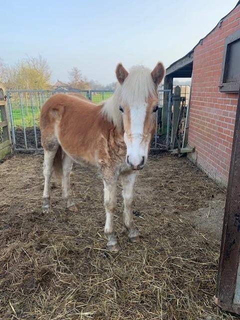 haflinger pony te koop, Hengst, Gechipt