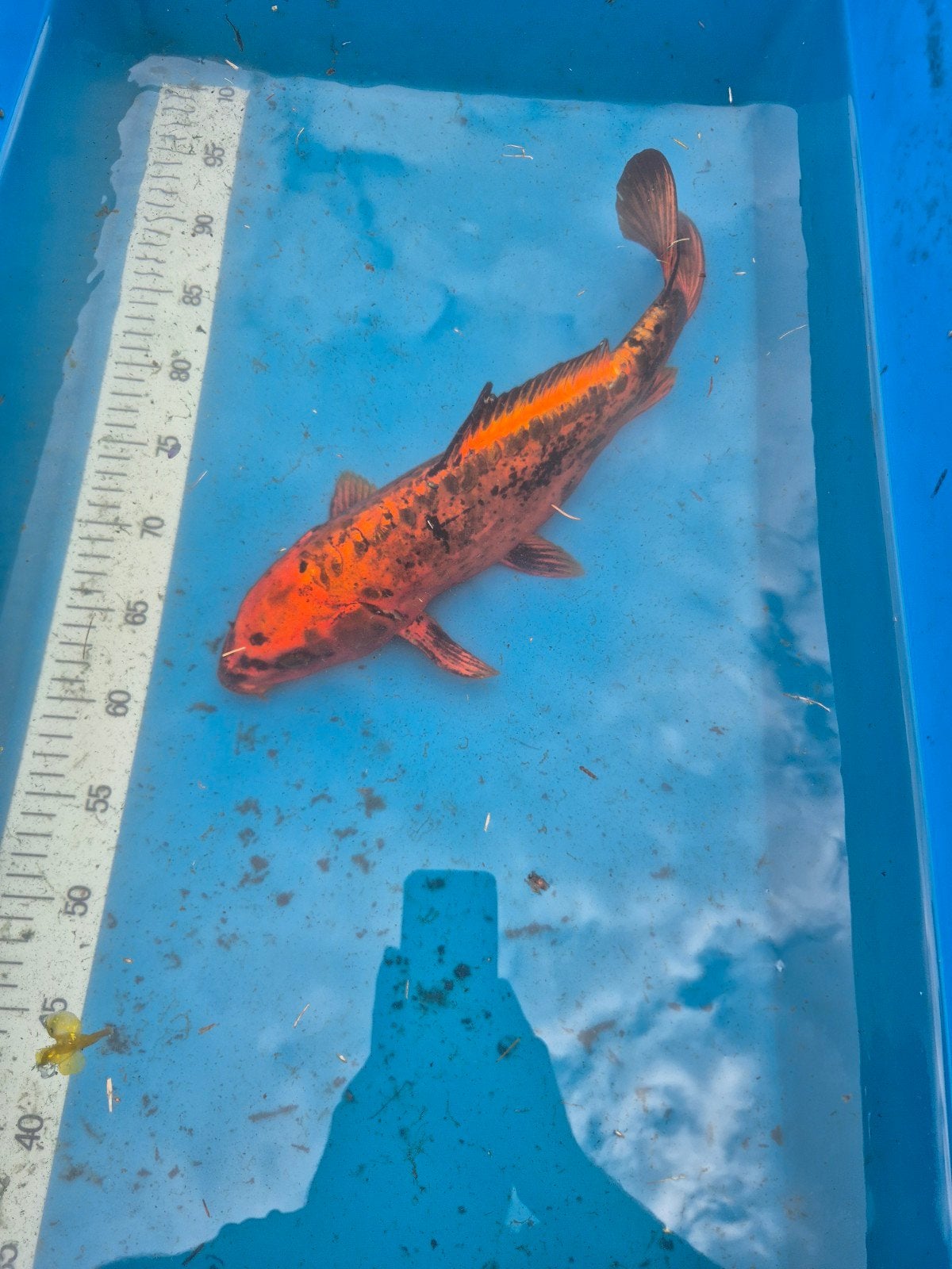 5 x koi, Dieren en Toebehoren
