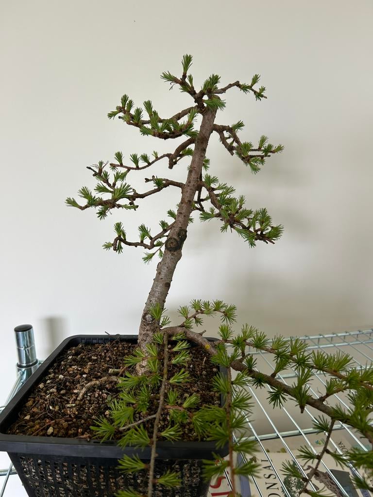 Lariks bonsai startplant, Tuin en Terras, Ophalen