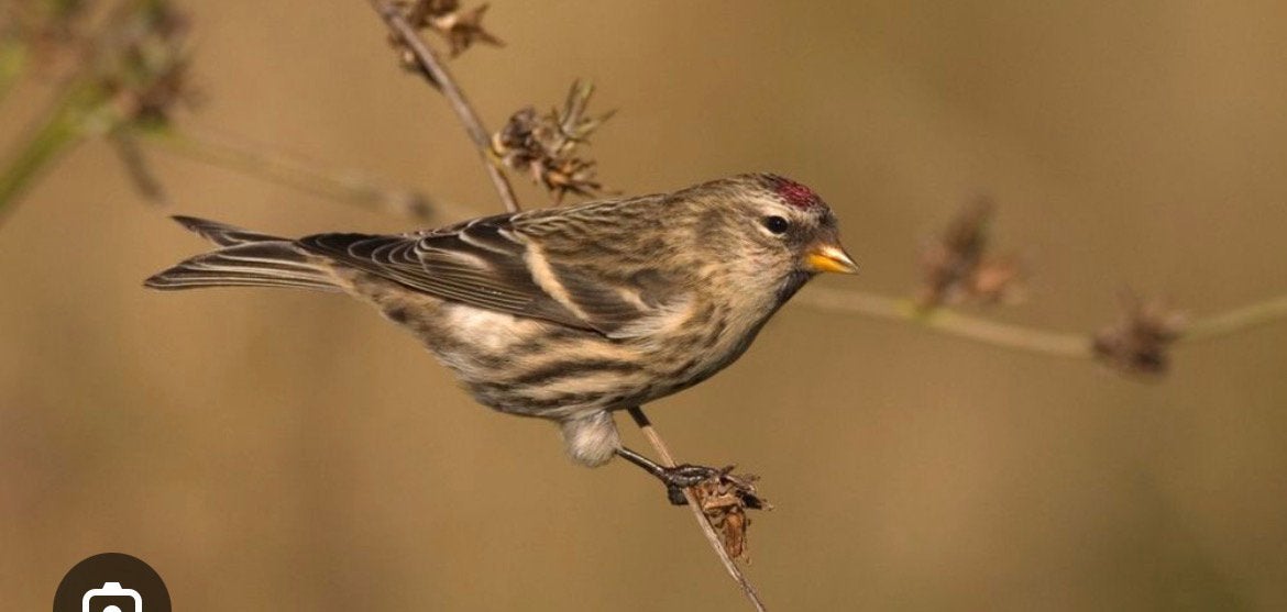 Barsmsijs koppel 25, Dieren en Toebehoren, Vogels | Overige Vogels, Meerdere dieren