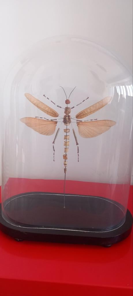 Insectenuitbarsting - grote sprinkhaan - Beauchêne, Antiek en Kunst, Ophalen