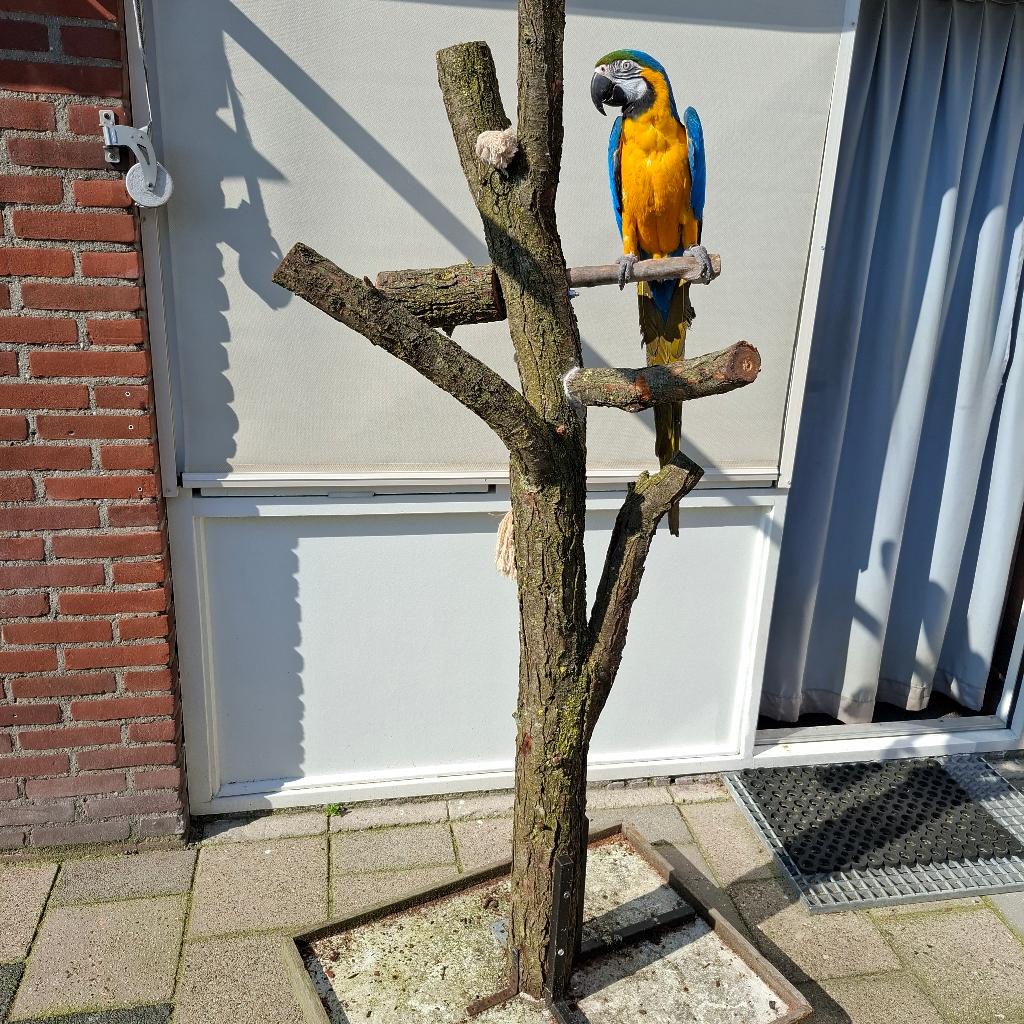 Mooie Tamme BLG Ara pop 5 jaar gesekst en getest, Dieren en Toebehoren, Vrouwelijk, Papegaai, Pratend