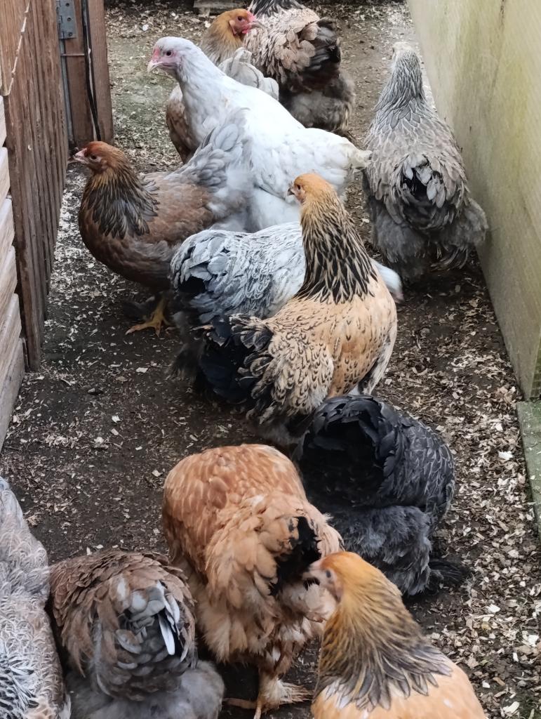 Brahma tous couleurs action 4+1 GRATUITE 0499/082381, Animaux & Accessoires, Femelle, Poule ou poulet