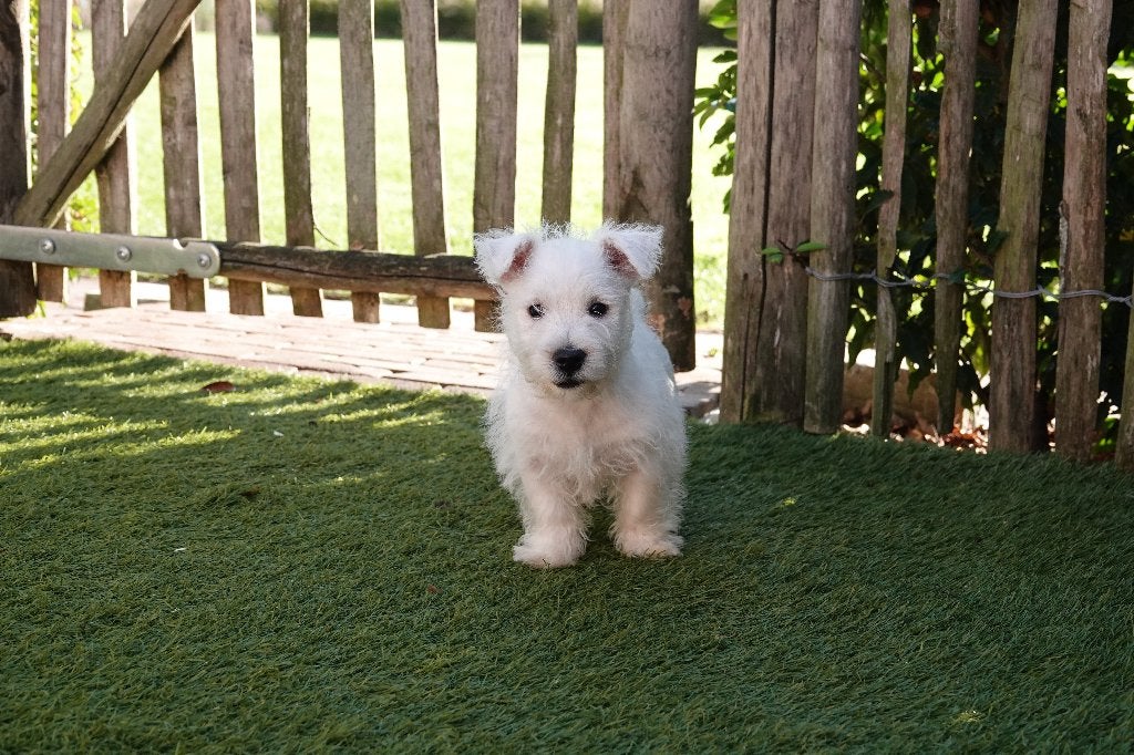 Prachtige West Highland White Terriër pups, met stamboom, Dieren en Toebehoren, België, Overige rassen, CDV (hondenziekte), 8 tot 15 weken