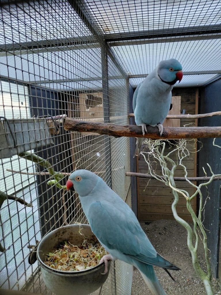 Blauwe Halsbandparkieten, Plusieurs animaux, Perruche, Bagué