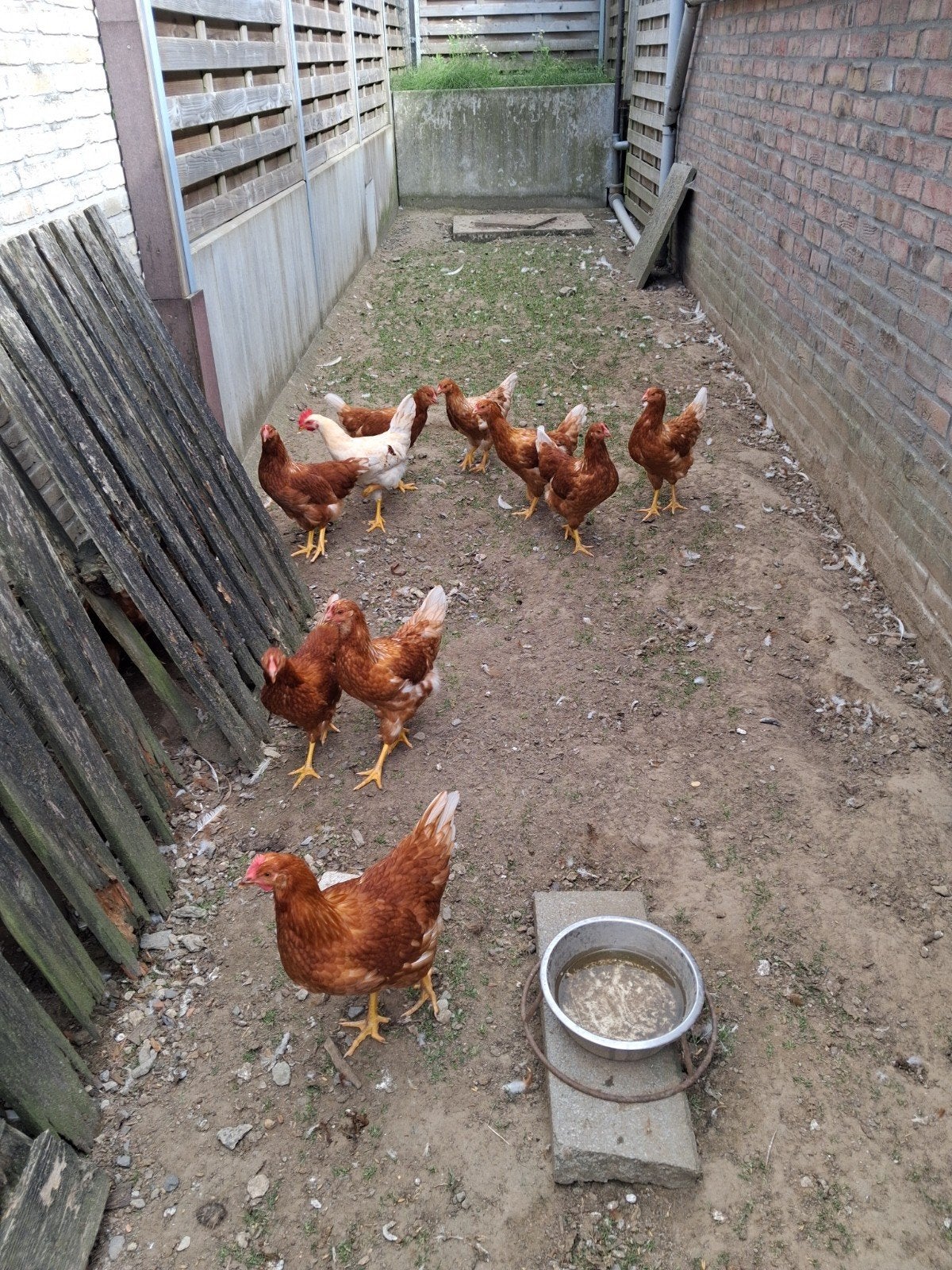 Legkippen, Dieren en Toebehoren