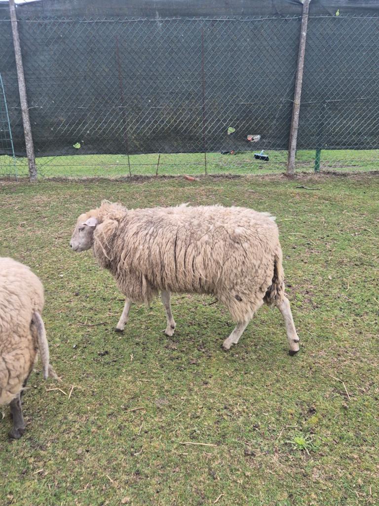 Te koop schapen ooien, Dieren en Toebehoren, Schapen, Geiten en Varkens