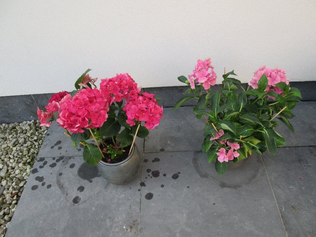 2 bloempotten met Hydrangea, Tuin en Terras, Ophalen, Rond, Nieuw, Tuin