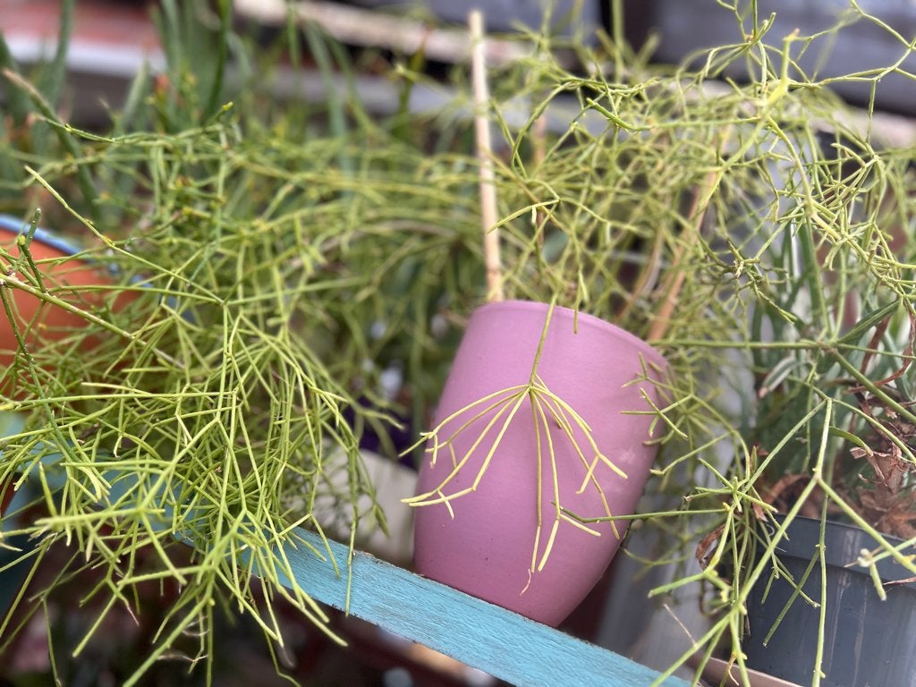 Prachtige Sprietjescactus in cache-pot, Ophalen, Halfschaduw, Bloeiende kamerplant, In pot