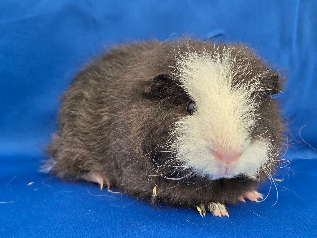 Lieve Ch teddy beertjes beschikbaar, Animaux & Accessoires, Août, Mâle, Domestique, Cobaye
