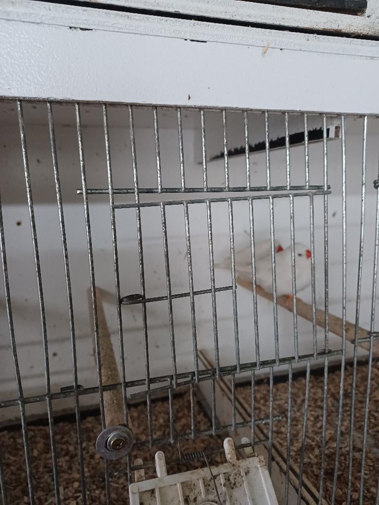 Te koop. 2 grote witte zebravinken, Dieren en Toebehoren