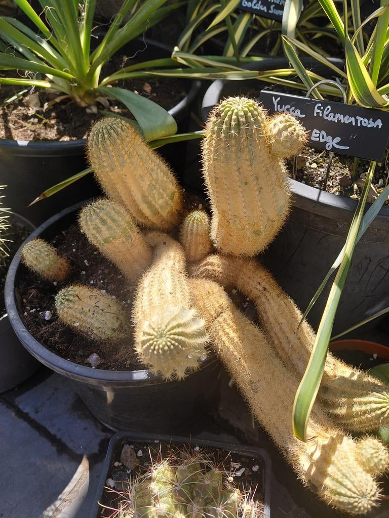 Oude cactus, Tuin en Terras, Bloembollen en Zaden, Ophalen