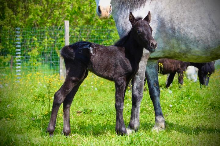 A pony veulen, Animaux & Accessoires, Chevaux & Poneys | Étalons & Juments poulinières