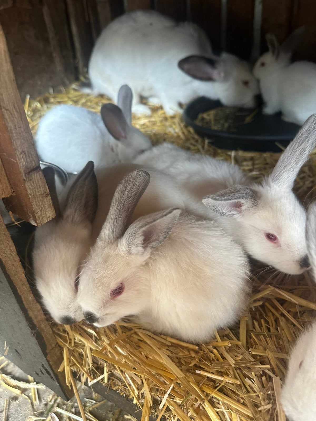 Baby konijntjes