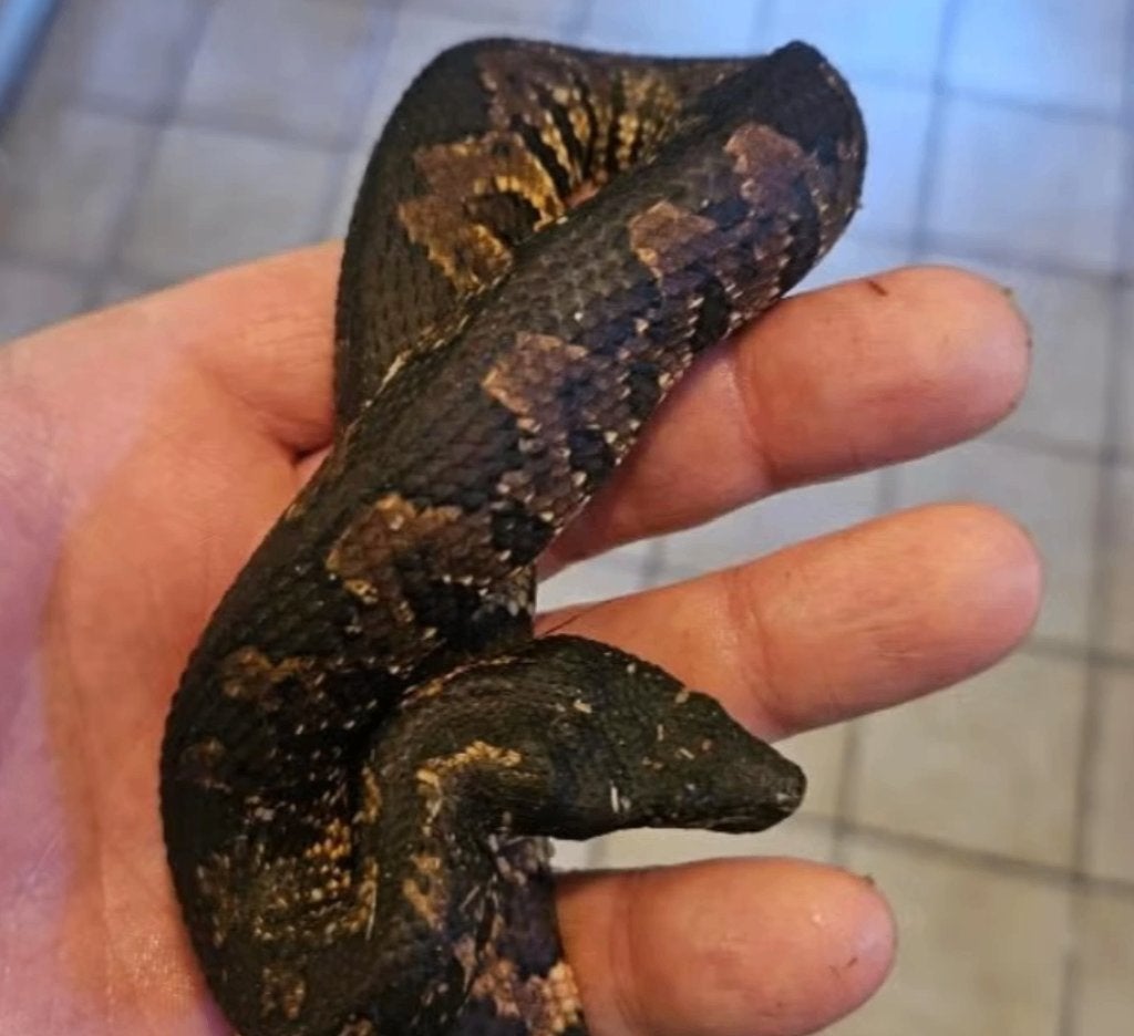Couples Candoia paulsoni – Halmahera locality, Animaux & Accessoires, Reptiles & Amphibiens, Serpent, 3 à 6 ans