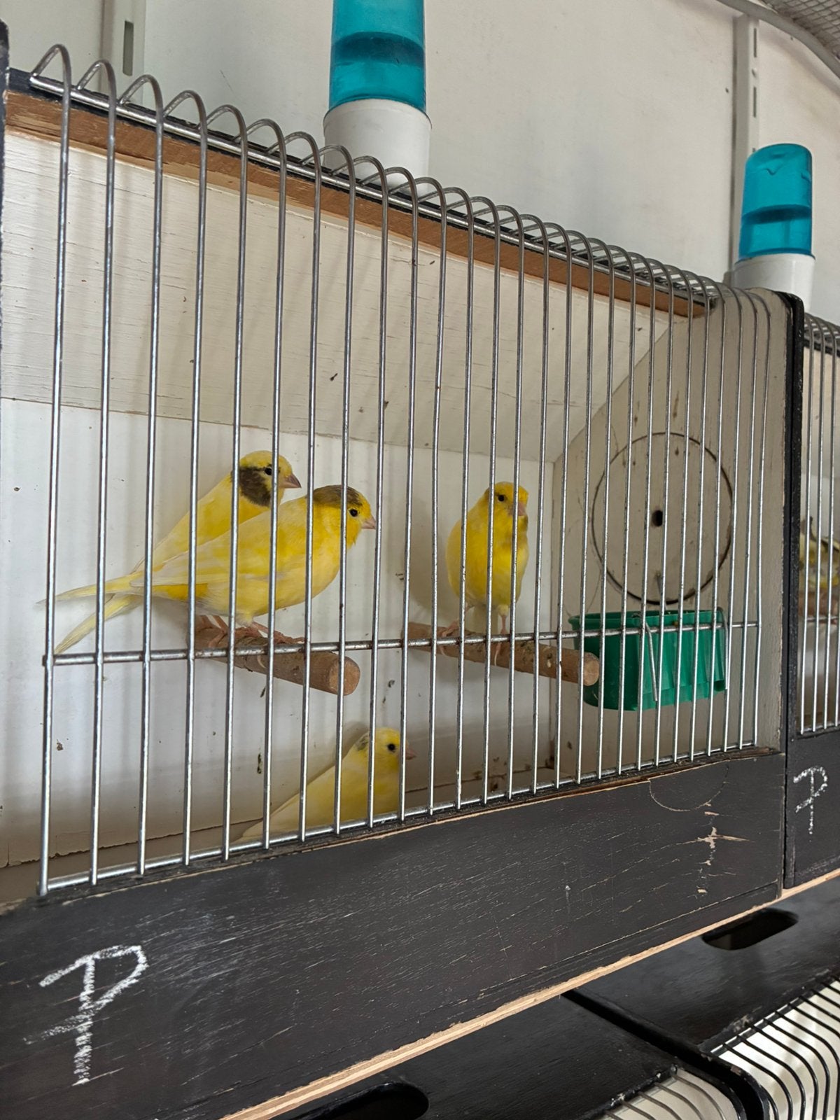Jonge kanaries, Plusieurs animaux, Canari de couleur