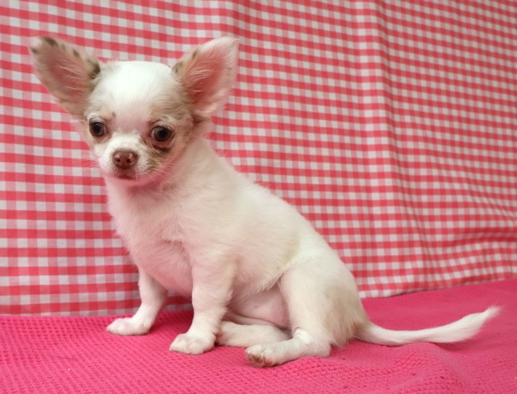 Chiots Chihuahua super mignons !, 15 semaines à 1 an, Étranger, Hépatite contagieuse (maladie de Rubarth), Plusieurs animaux