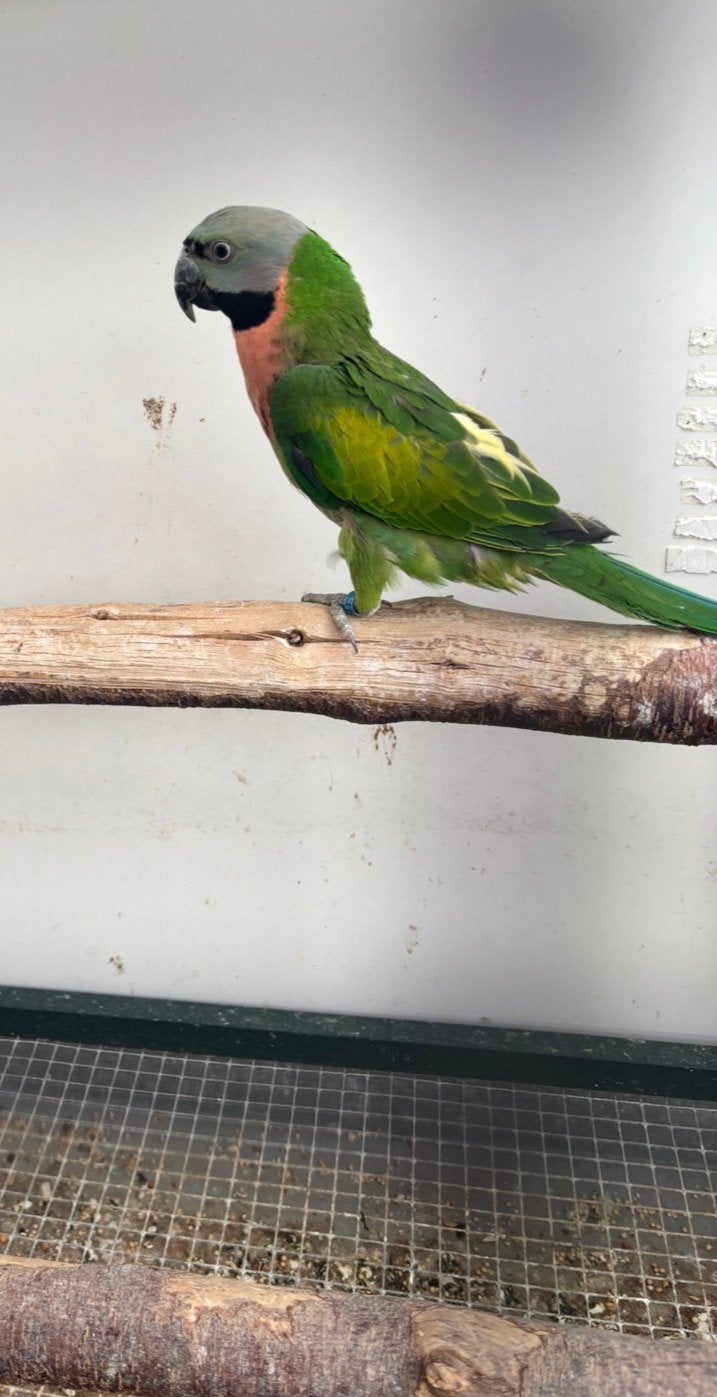 Roodborst parkiet pop, Dieren en Toebehoren, Parkiet, Geringd